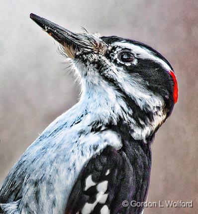 Hairy Woodpecker Portrait_26354.jpg - Male Hairy Woodpecker (Picoides villosus) photographed at Ottawa, Ontario, Canada.